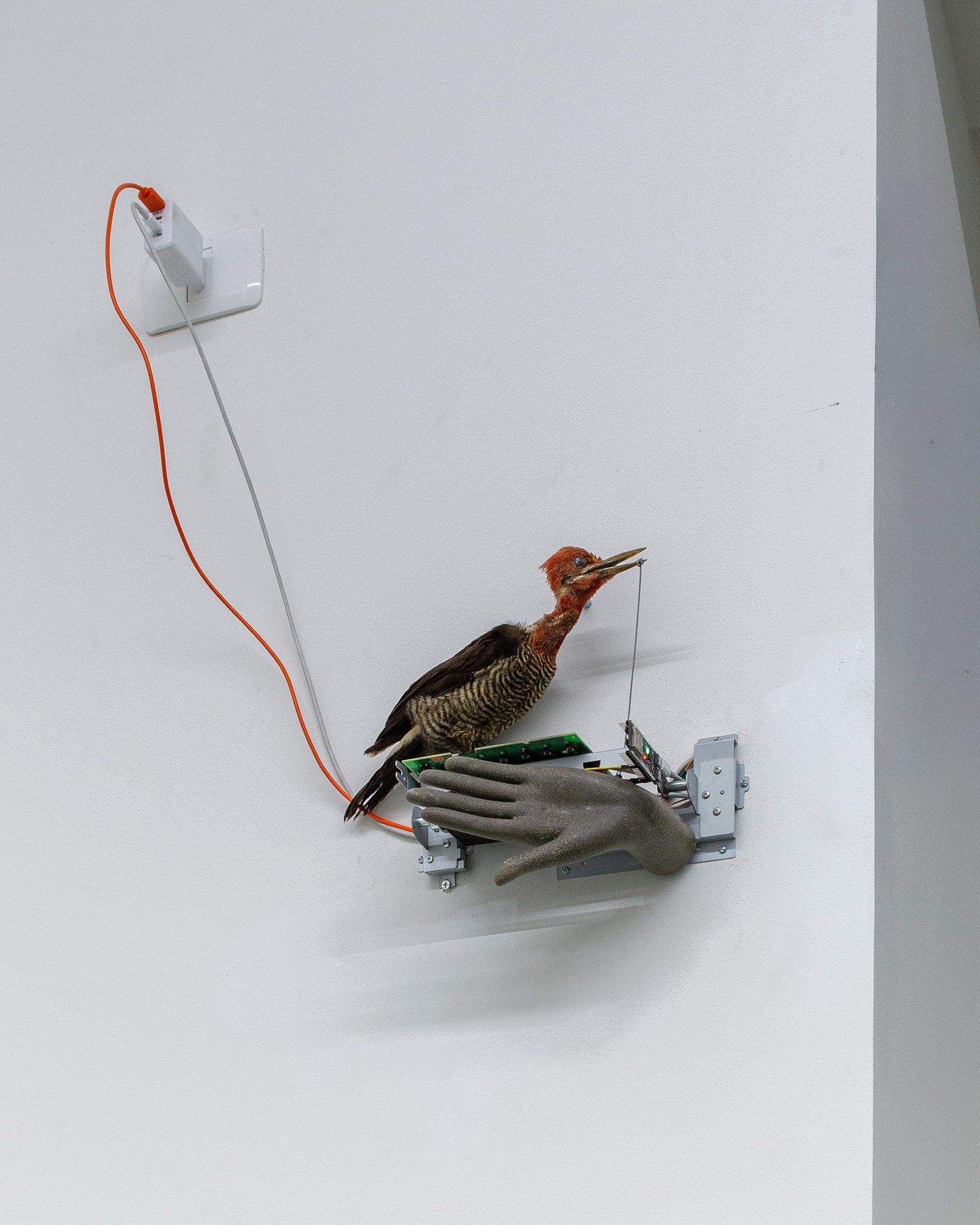 Pájaro carpintero montado en la pared sobre una mano gris con electrónica y un cable naranja
